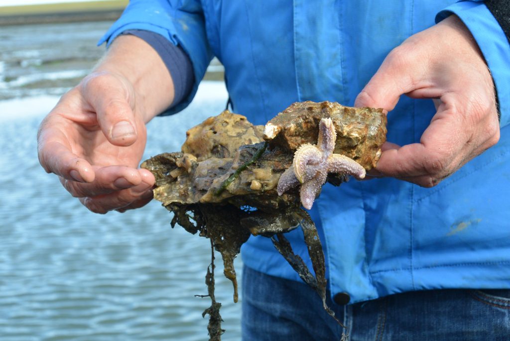 Een zeester op een oester